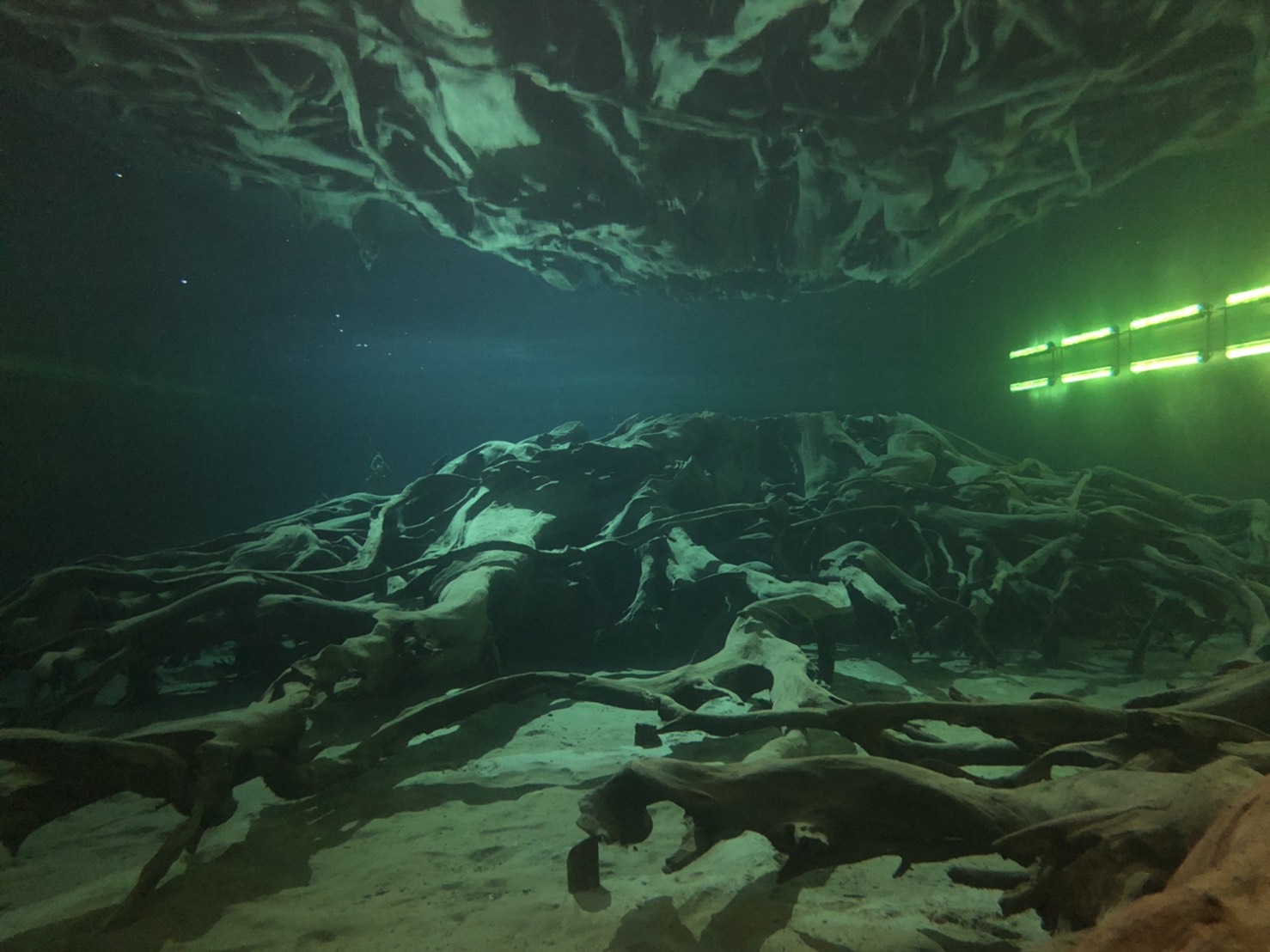 エメラルドグリーンの水に沈んだ埋没林の写真