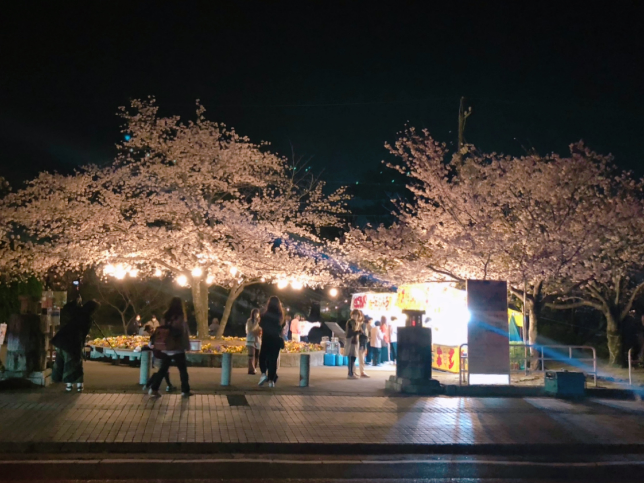 九華公園のライトアップ夜桜