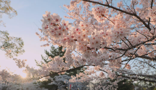 桜の名所！九華公園【2024年さくらまつり】駐車場やイベント情報